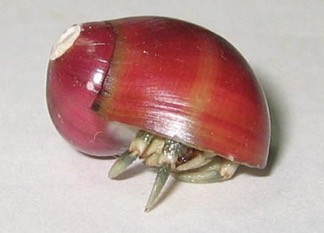 Coenobitidae_red_shell