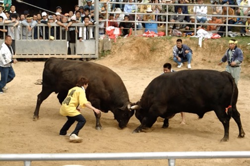 FightingBulls