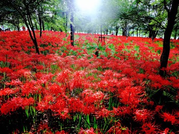 RedSpiderLilies