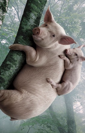 PigsClimbingTree