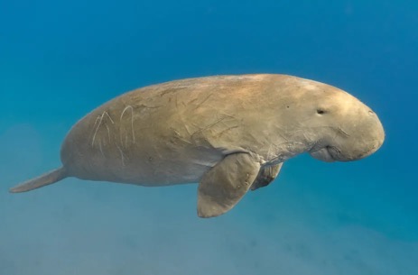 dugong