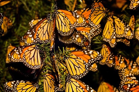 monarch-butterfly-danaus-plexippus-migration-157611073-58e514575f9b58ef7e5a0398